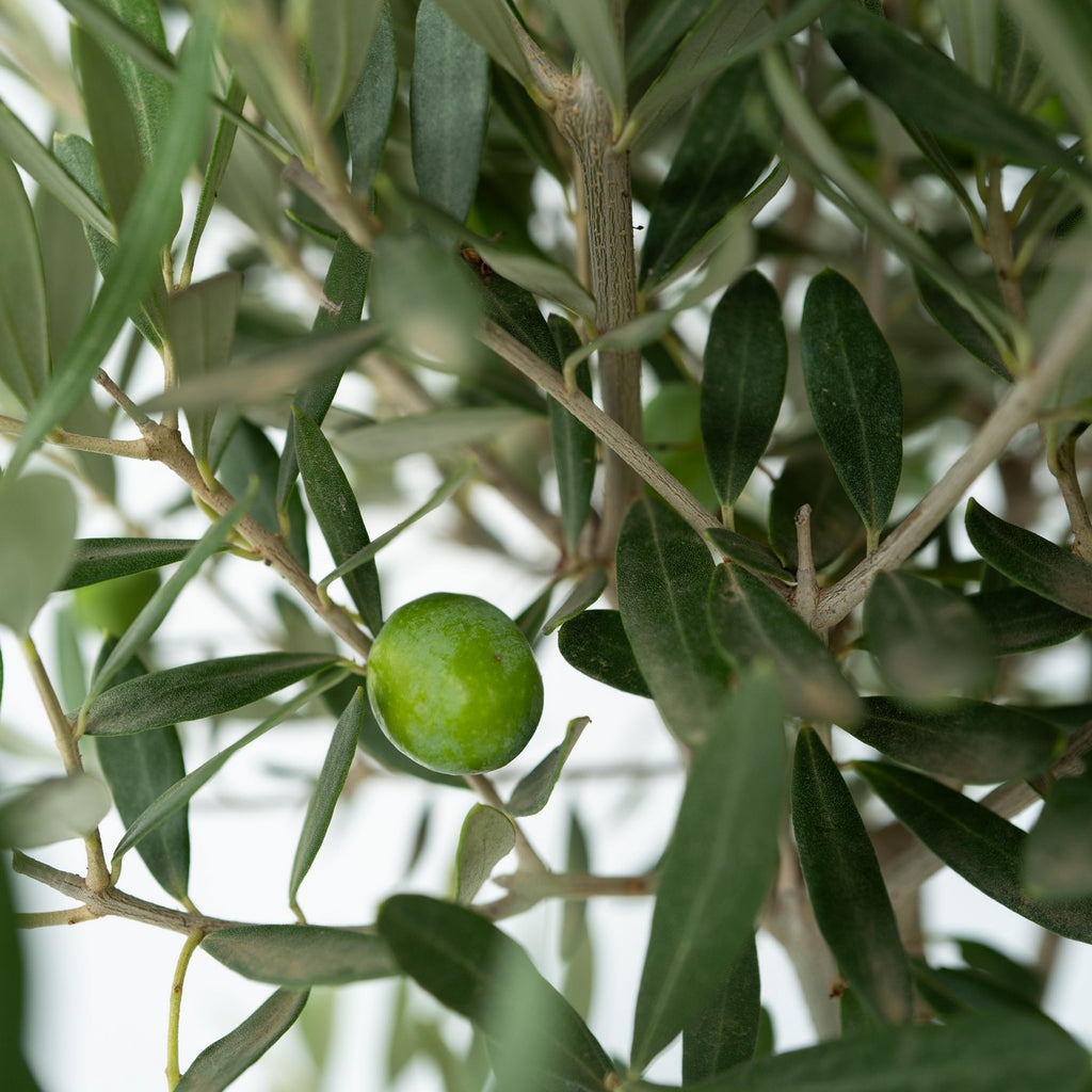 Lot De 2 Petits Oliviers – Plante D'Extérieur