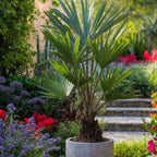Palmier Trachycarpus – Plante D'Extérieur