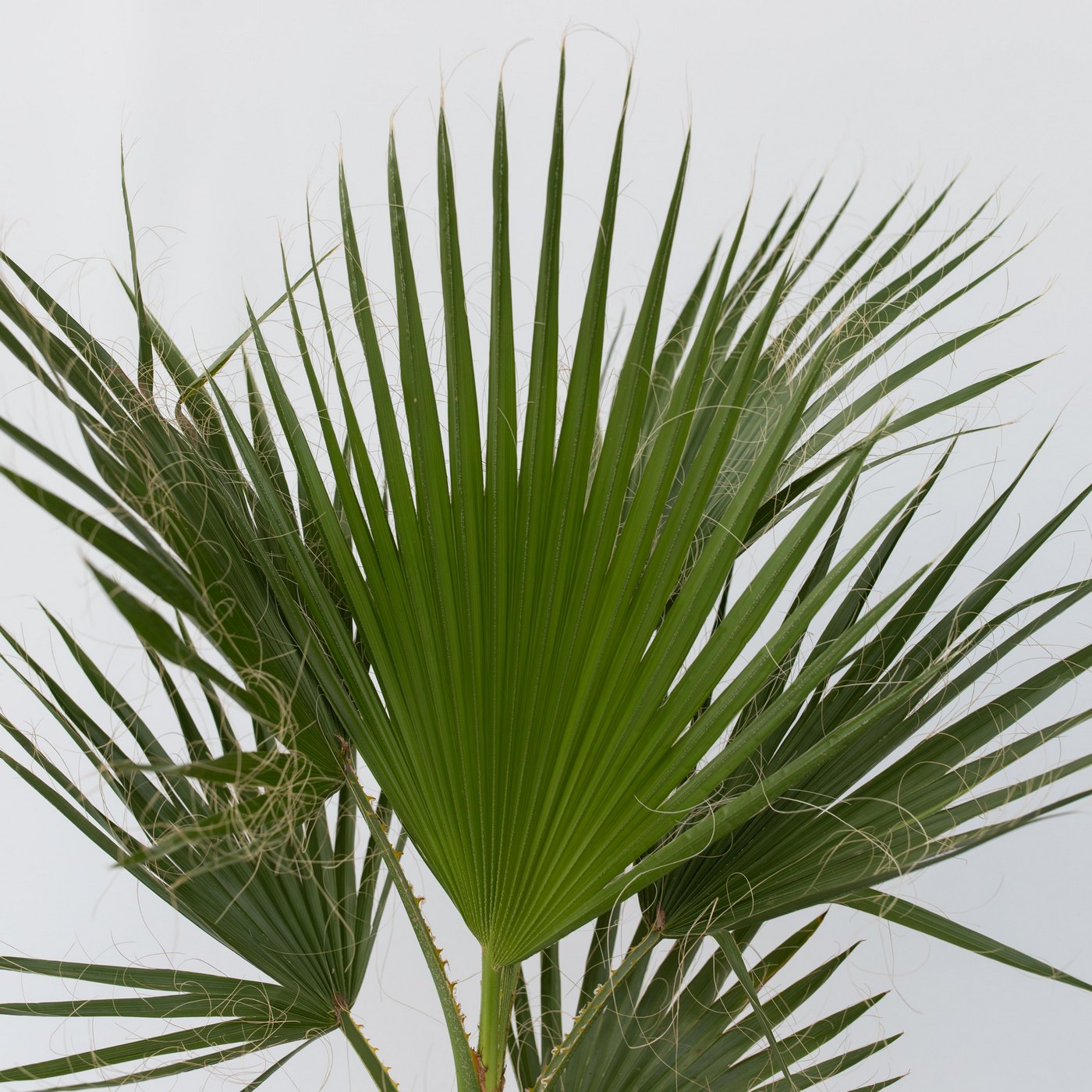 Washingtonia Palm – Outdoor Plant