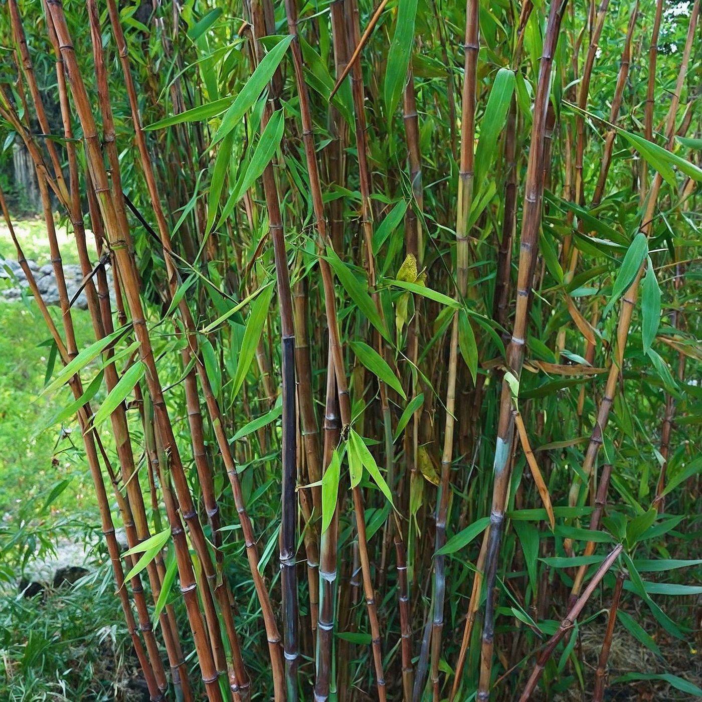 Lot De 2 Fargesia Gansu Xl – Plante D'Extérieur