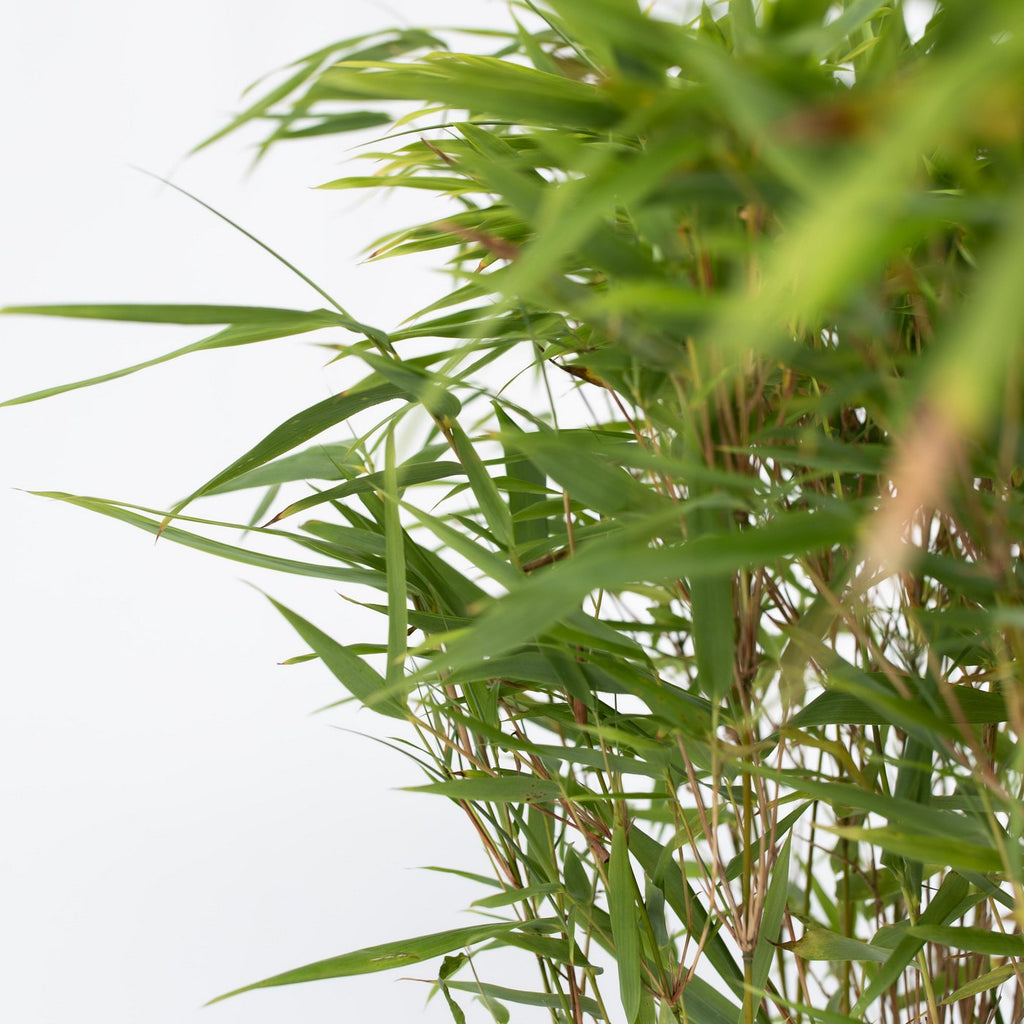 Lot De 2 Fargesia Gansu Xl – Plante D'Extérieur