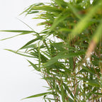 Lot De 2 Fargesia Gansu Xl – Plante D'Extérieur