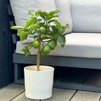 Limonero - Citrus Limon – Planta de exterior