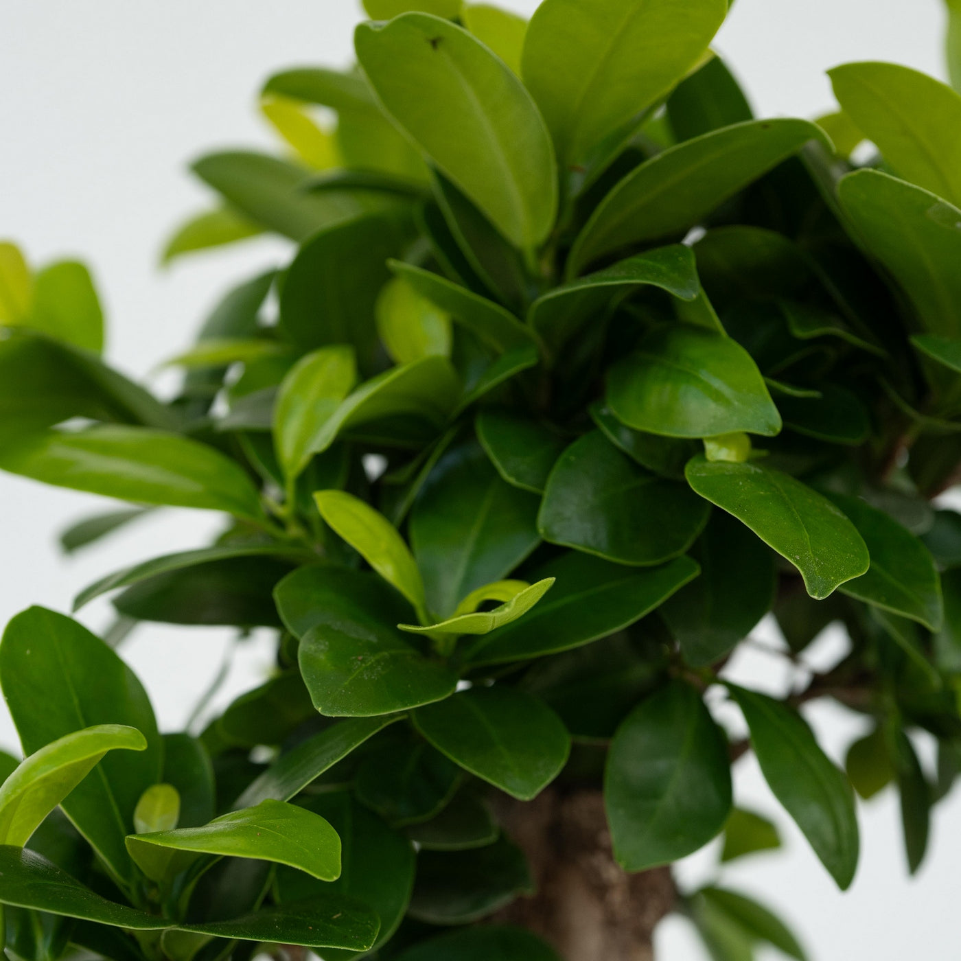 Lote de 2 ficus ginseng – planta de interior