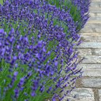 Lot De 6 Lavandes – Plante D'Extérieur