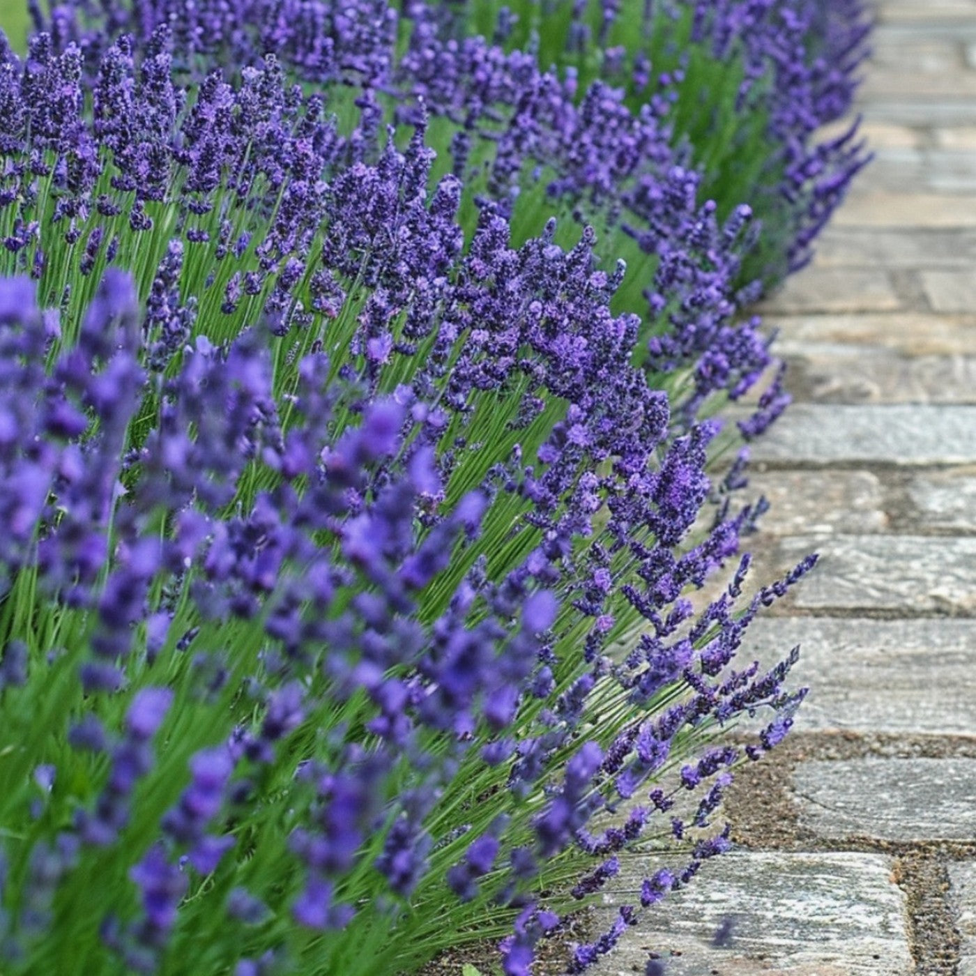 Lot De 6 Lavandes – Plante D'Extérieur