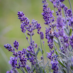 Lot De 6 Lavandes – Plante D'Extérieur