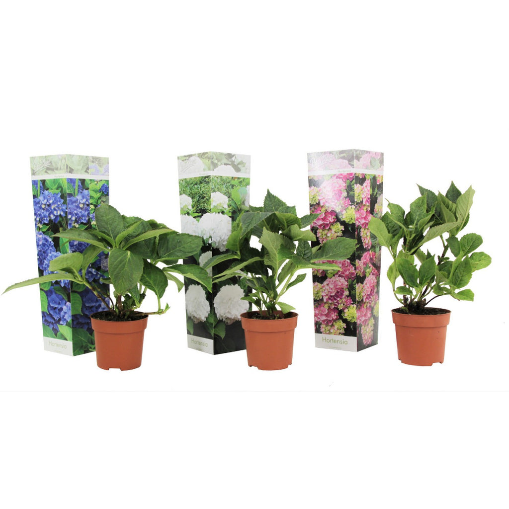 Lot De 3 Hortensias Blanc, Rose Et Bleu – Plante D'Extérieur