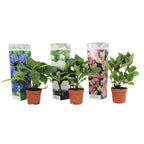 Lot De 3 Hortensias Blanc, Rose Et Bleu – Plante D'Extérieur