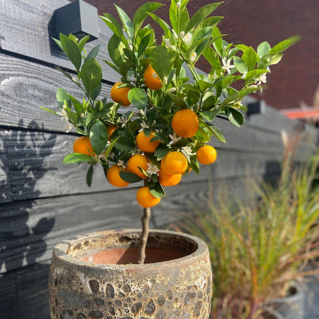Citrus Calamondin – Plante D'Extérieur