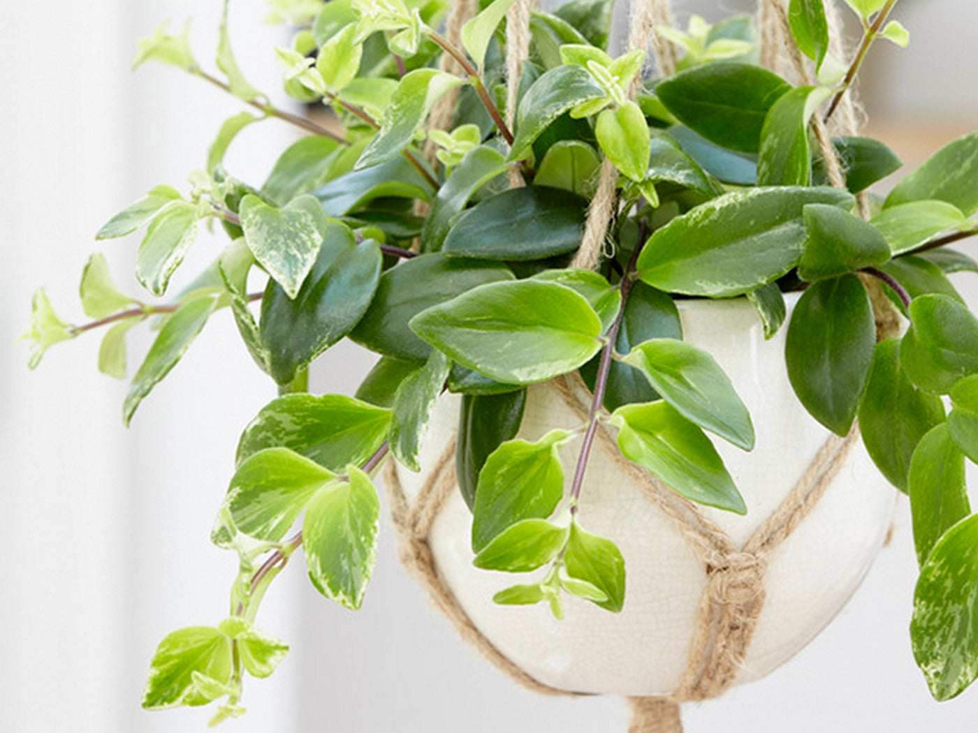 Aeschynanthus Mona Lisa – Plante D'Intérieur