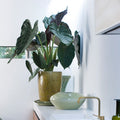Alocasia Wentii – Plante D'Intérieur