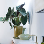 Alocasia Wentii – Plante D'Intérieur