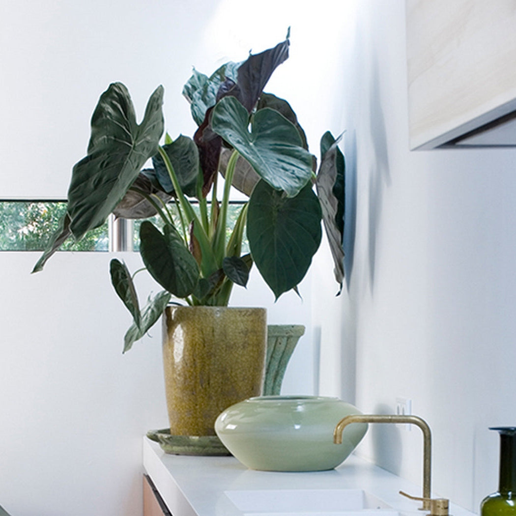 Alocasia Wentii – Plante D'Intérieur