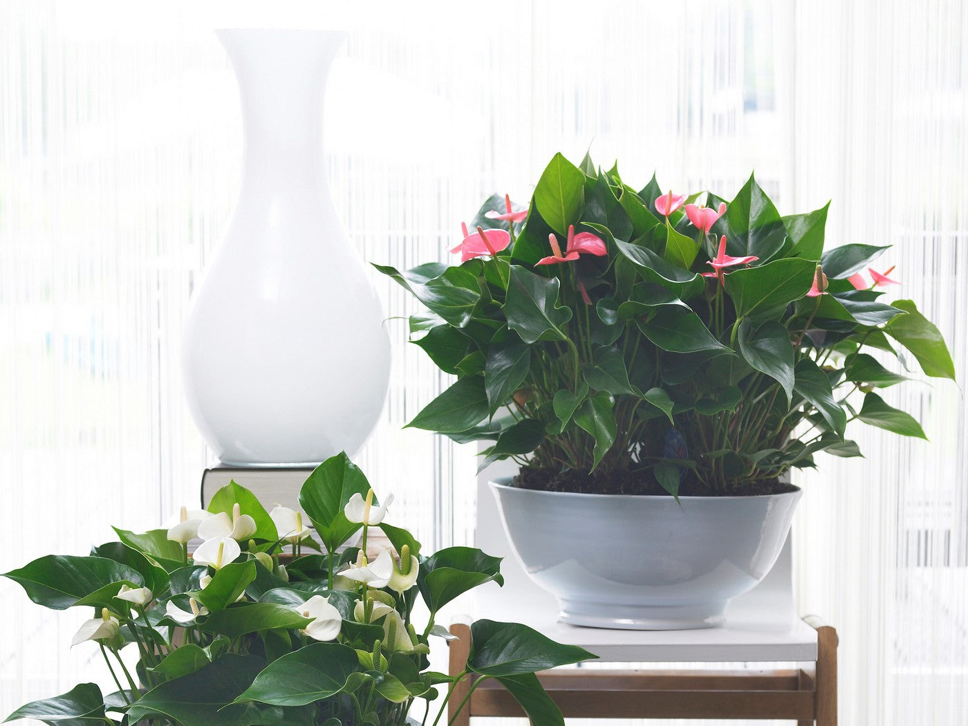 Anthurium Rose – Plante D'Intérieur