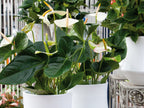 Anthurium Blanc – Plante D'Intérieur