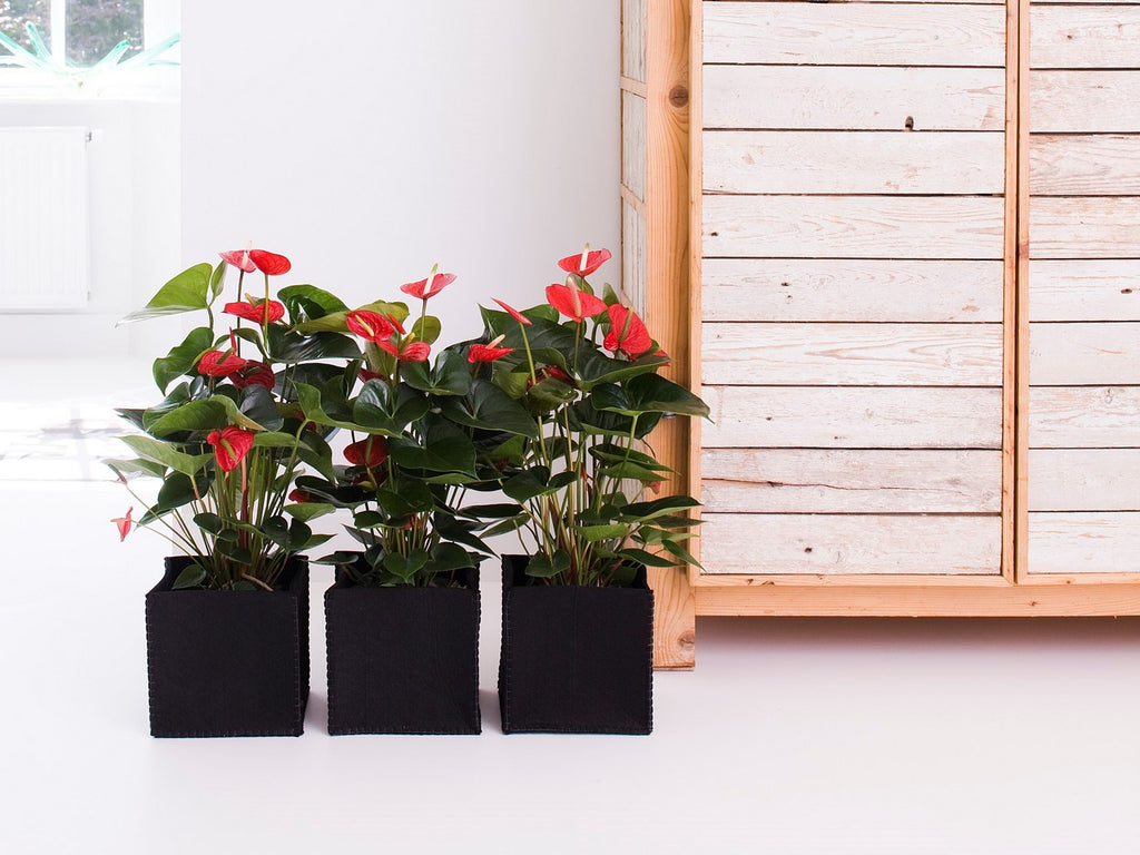 Anthurium Rouge – Plante D'Intérieur