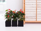 Anthurium Rouge – Plante D'Intérieur