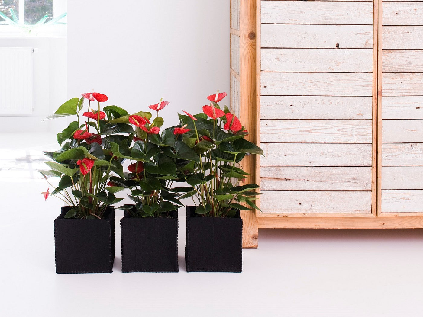 Anthurium Rouge – Plante D'Intérieur