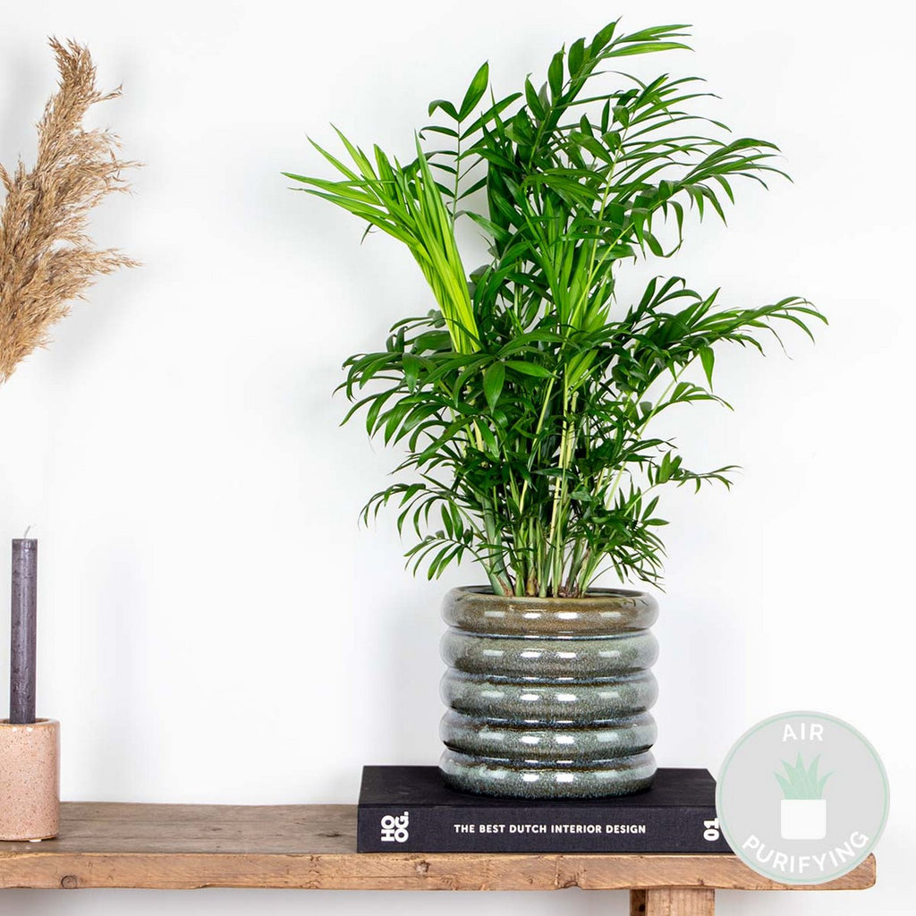 Chamaedorea Elegans – Plante D'Intérieur