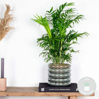 Chamaedorea Elegans – Plante D'Intérieur