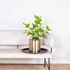 Clusia Rosea Princess – Plante D'Intérieur