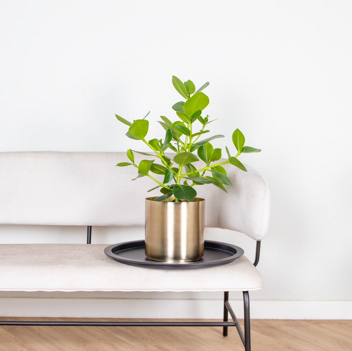 Clusia Rosea Princess – Plante D'Intérieur
