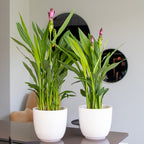Curcuma Siam – Houseplant