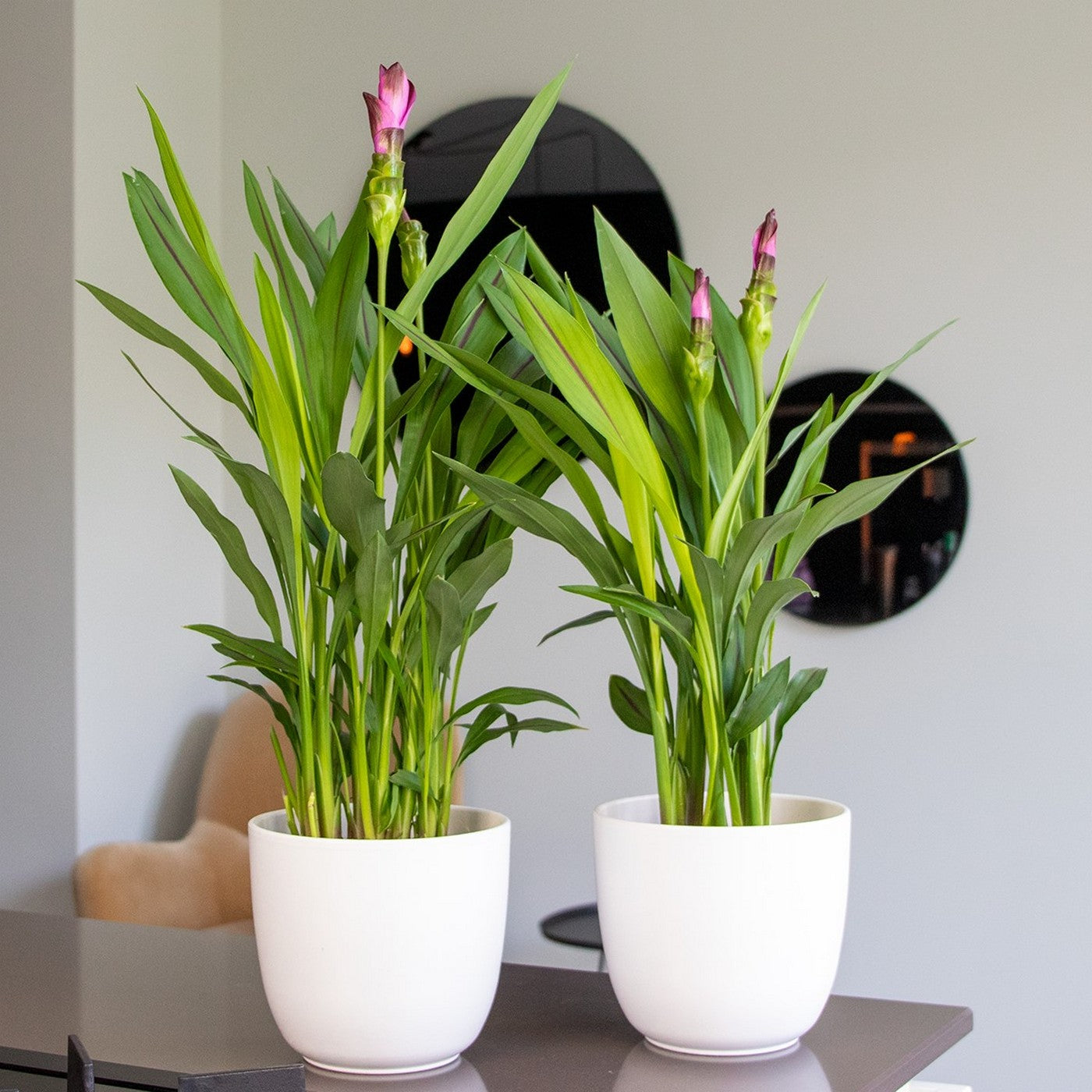 Curcuma Siam – Houseplant