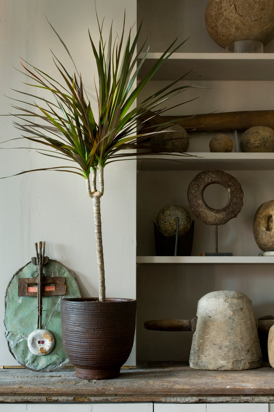 Dracaena Marginata – Plante D'Intérieur