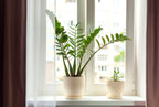 Zamioculcas Zz – Plante D'Intérieur