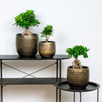 Lote de 2 ficus ginseng – planta de interior