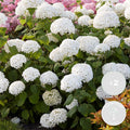 Lot De 2 Hortensias Strong Annabel – Plante D'Extérieur