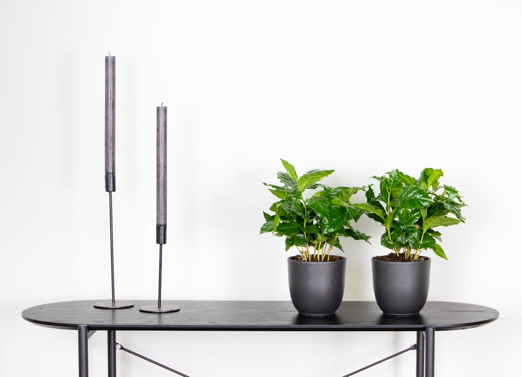 Set Of 2 Arabica Coffee Plants – Houseplant