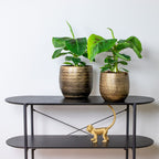 Bananier Musa Tropicana – Plante D'Intérieur