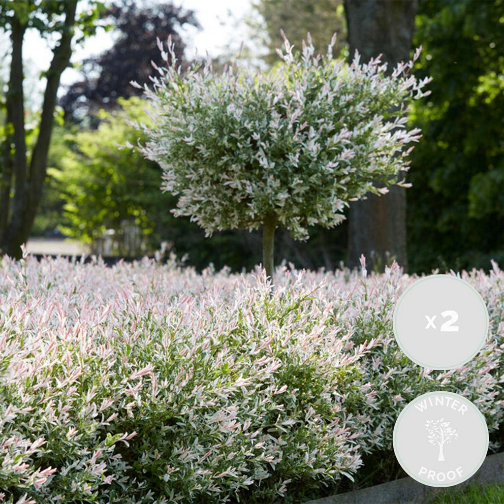 Lot De 2 Salix Flamingo – Plante D'Extérieur