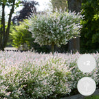 Lot De 2 Salix Flamingo – Plante D'Extérieur