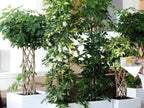 Schefflera Arboricola – Houseplant