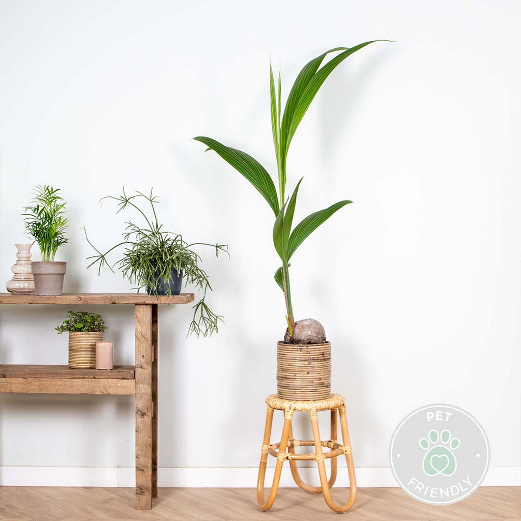Cocos Nucifera – Indoor Plant