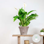Spathiphyllum Bingo Cupido – Houseplant