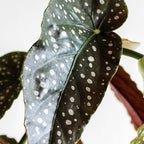Bégonia Wightii – Plante D'Intérieur