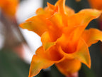 Calathéa Crocata Candela – Plante D'Intérieur