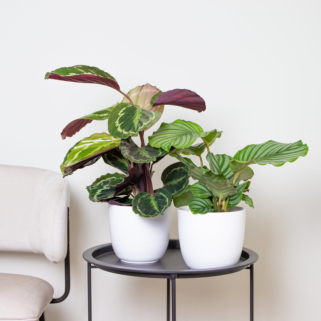 Lot De 2 Calathéa Médaillon Et Orbifolia – Plante D'Intérieur