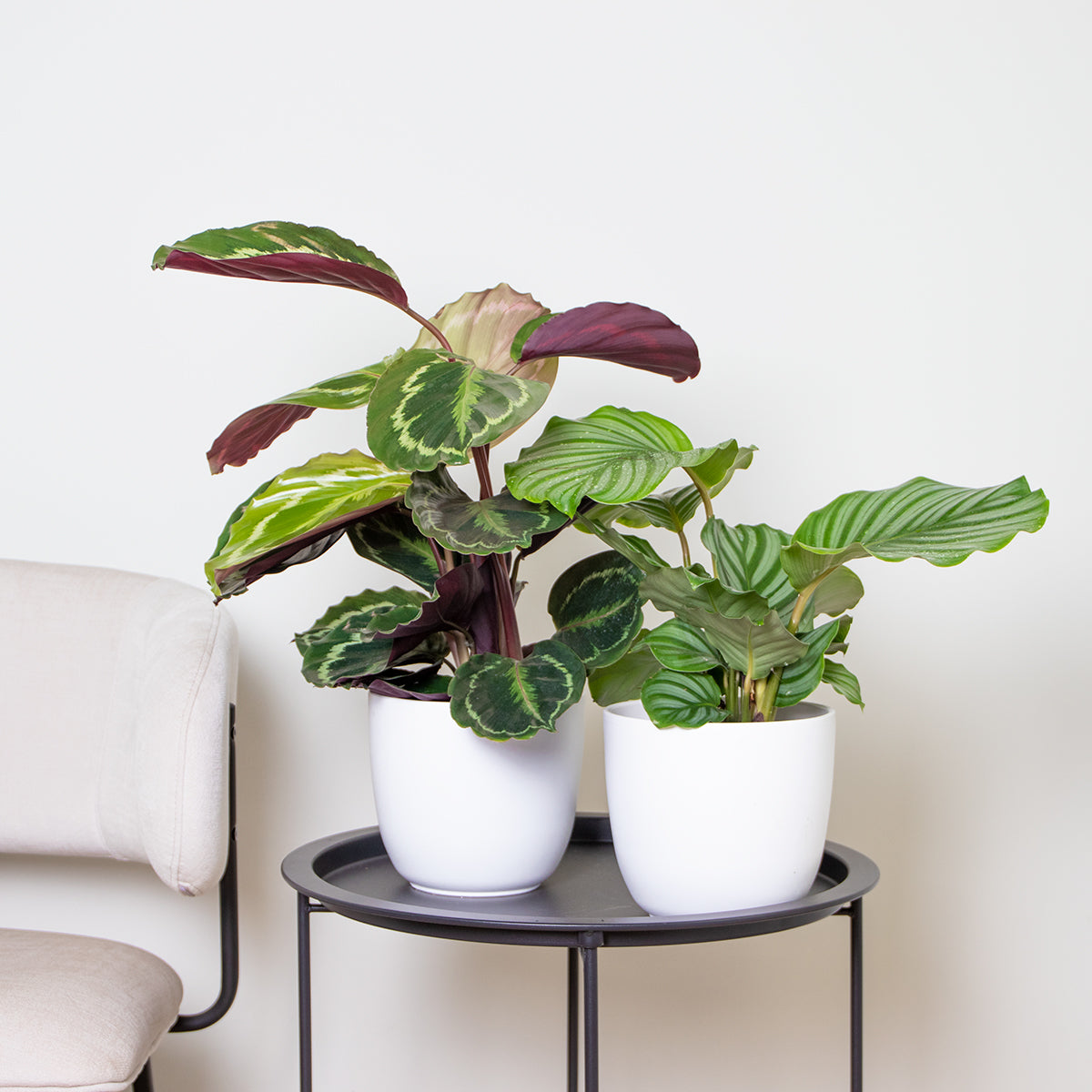 Lot De 2 Calathéa Médaillon Et Orbifolia – Plante D'Intérieur