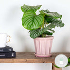 Calathéa Orbifolia – Plante D'Intérieur