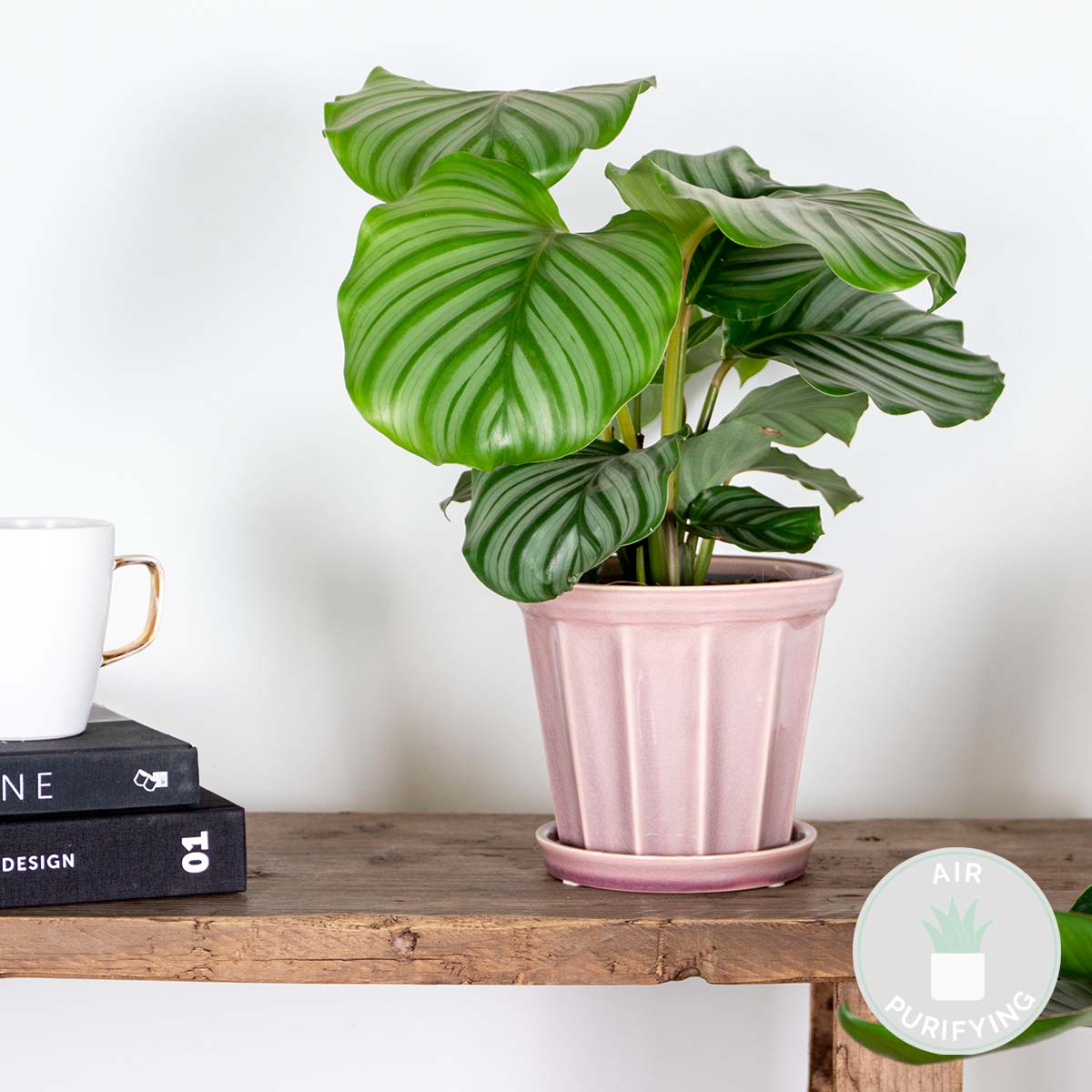 Calathéa Orbifolia – Plante D'Intérieur