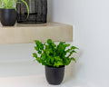 Asplenium Crispy Wave – Plante D'Intérieur
