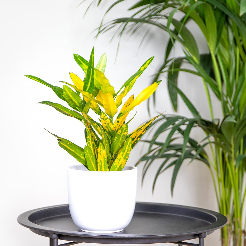 Codiaeum Sunny Star – Plante D'Intérieur