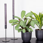 Ctenanthe Amagris – Plante D'Intérieur