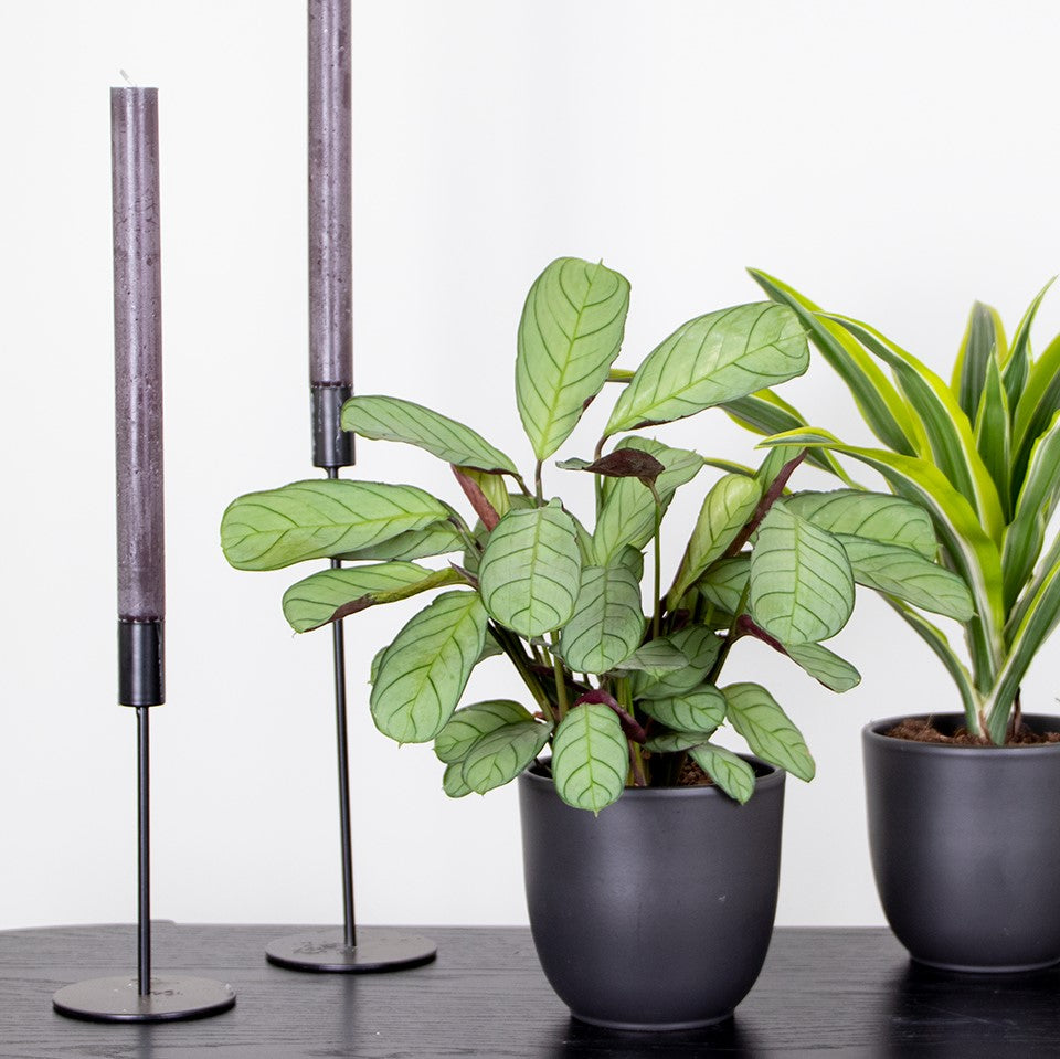 Ctenanthe Amagris – Plante D'Intérieur